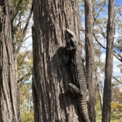 Pogona barbata at Bruce, ACT - 11 Oct 2020