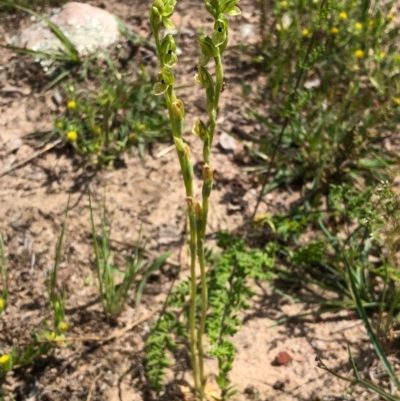 Hymenochilus bicolor (ACT) = Pterostylis bicolor (NSW) (Black-tip Greenhood) at Downer, ACT - 13 Oct 2020 by Wen