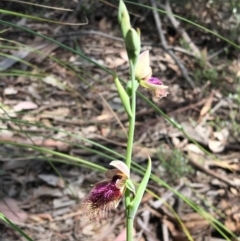 Calochilus platychilus (Purple Beard Orchid) at Downer, ACT - 13 Oct 2020 by Wen