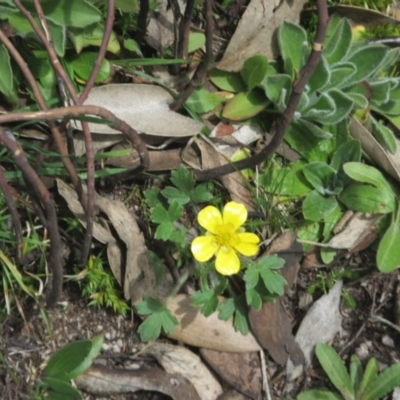 Ranunculus lappaceus (Australian Buttercup) at Cotter River, ACT - 11 Oct 2020 by Tapirlord