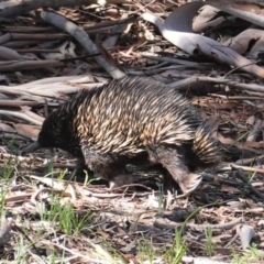 Tachyglossus aculeatus at Forde, ACT - 2 Oct 2020 09:50 AM