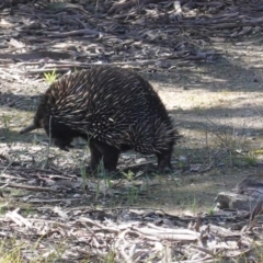 Tachyglossus aculeatus at Forde, ACT - 2 Oct 2020 09:50 AM