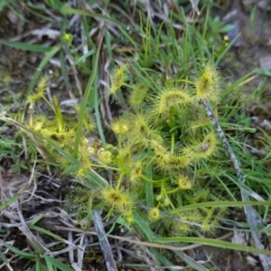 Drosera sp. at Jacka, ACT - 2 Oct 2020 09:51 AM