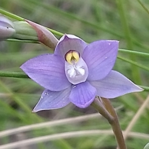 Thelymitra pauciflora at Kambah, ACT - suppressed