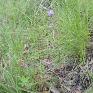 Thelymitra pauciflora at Kambah, ACT - suppressed