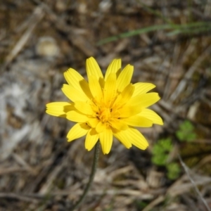 Microseris walteri at Downer, ACT - 10 Oct 2020