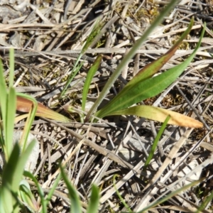 Microseris walteri at Downer, ACT - 10 Oct 2020