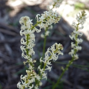 Stackhousia monogyna at Forde, ACT - 2 Oct 2020 11:51 AM