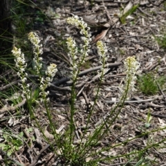 Stackhousia monogyna at Forde, ACT - 2 Oct 2020 11:51 AM