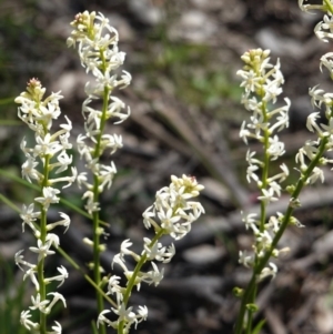 Stackhousia monogyna at Forde, ACT - 2 Oct 2020 11:51 AM