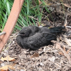 Corcorax melanorhamphos at Yarralumla, ACT - 10 Oct 2020