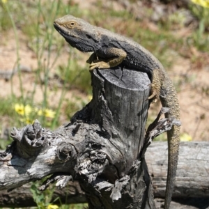 Pogona barbata at Hughes, ACT - 5 Oct 2020