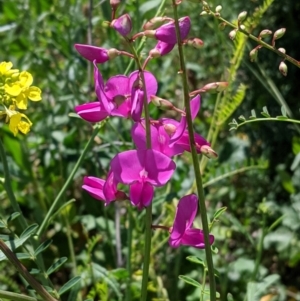 Swainsona galegifolia at Red Hill, ACT - 4 Oct 2020 11:56 AM