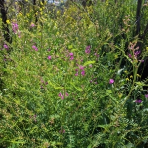 Swainsona galegifolia at Red Hill, ACT - 4 Oct 2020 11:56 AM