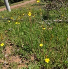 Bulbine bulbosa at Red Hill, ACT - 4 Oct 2020 01:22 PM