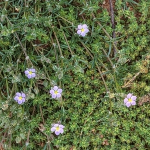 Spergularia rubra at Hughes, ACT - 4 Oct 2020