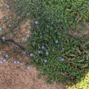 Spergularia rubra at Hughes, ACT - 4 Oct 2020