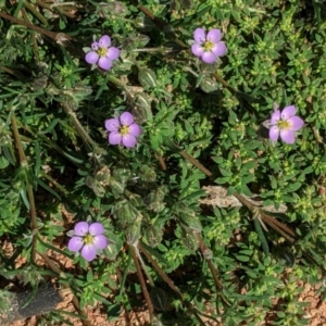 Spergularia rubra at Hughes, ACT - 4 Oct 2020