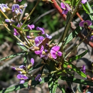 Glycine clandestina at Hughes, ACT - 4 Oct 2020 01:36 PM