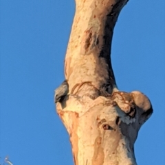 Callocephalon fimbriatum (Gang-gang Cockatoo) at Hughes, ACT - 12 Oct 2020 by JackyF