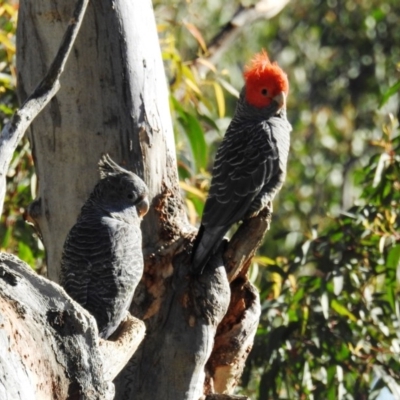 Callocephalon fimbriatum (Gang-gang Cockatoo) at Acton, ACT - 13 Oct 2020 by HelenCross