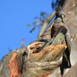 Callocephalon fimbriatum at Acton, ACT - 13 Oct 2020