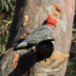 Callocephalon fimbriatum at Acton, ACT - 13 Oct 2020