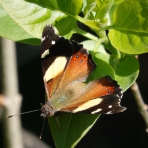 Vanessa itea at Hughes, ACT - 2 Oct 2020