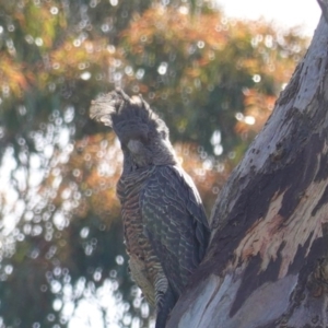 Callocephalon fimbriatum at Deakin, ACT - suppressed