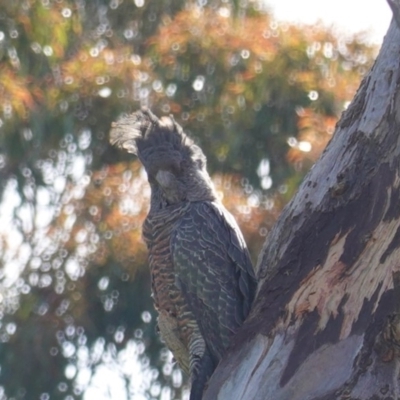 Callocephalon fimbriatum (Gang-gang Cockatoo) at Deakin, ACT - 9 Oct 2020 by JackyF