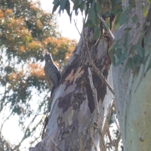 Callocephalon fimbriatum at Deakin, ACT - suppressed