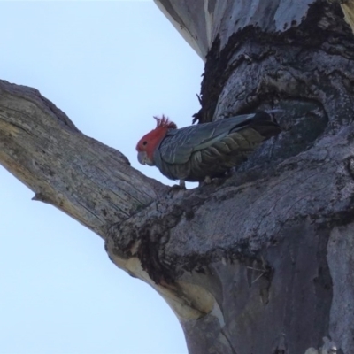 Callocephalon fimbriatum (Gang-gang Cockatoo) at GG38 - 4 Oct 2020 by JackyF