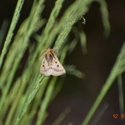 Anthela ocellata (Eyespot Anthelid moth) at Weston, ACT - 12 Oct 2020 by AliceH