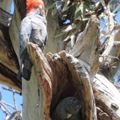 Callocephalon fimbriatum (Gang-gang Cockatoo) at GG38 - 11 Oct 2020 by JackyF