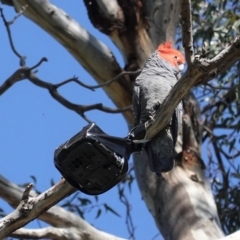Callocephalon fimbriatum at Deakin, ACT - suppressed