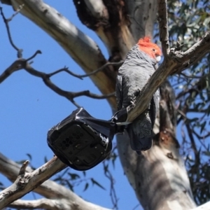 Callocephalon fimbriatum at Deakin, ACT - suppressed