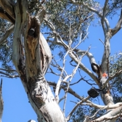 Callocephalon fimbriatum at Deakin, ACT - 12 Oct 2020