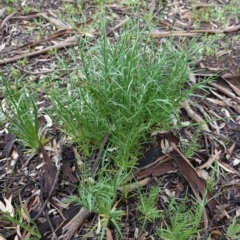 Eryngium ovinum (Blue Devil) at Hughes, ACT - 6 Oct 2020 by JackyF