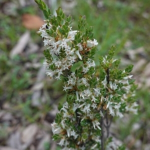 Brachyloma daphnoides at Hughes, ACT - 6 Oct 2020