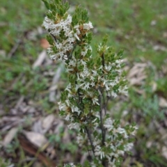 Brachyloma daphnoides at Hughes, ACT - 6 Oct 2020