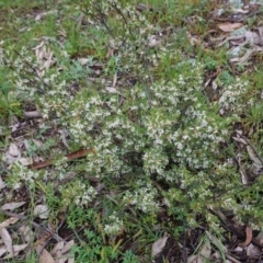 Brachyloma daphnoides at Hughes, ACT - 6 Oct 2020