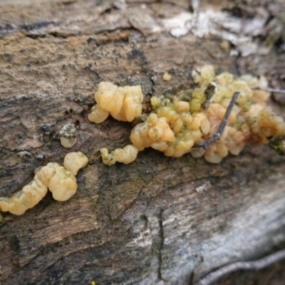 Gelatinous, on wood – genus uncertain at Red Hill, ACT - 6 Oct 2020 by JackyF