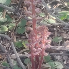 Orobanche minor (Broomrape) at Mount Rogers - 13 Oct 2020 by Coggo