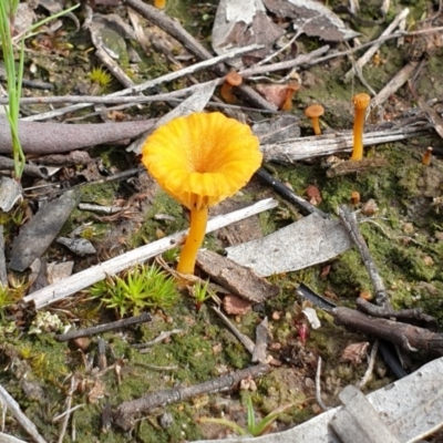 Lichenomphalia chromacea (Yellow Navel) at Mount Painter - 22 Sep 2020 by drakes