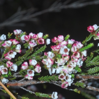 Micromyrtus ciliata (Fringed Heath-myrtle) at Bruce, ACT - 9 Oct 2020 by Harrisi