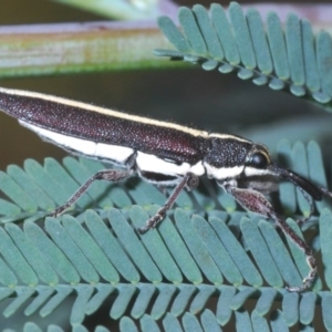 Rhinotia suturalis at Bruce, ACT - 10 Oct 2020