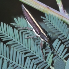 Rhinotia suturalis at Bruce, ACT - 10 Oct 2020