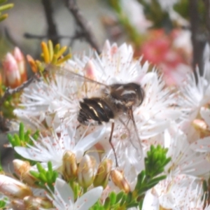 Trichophthalma sp. (genus) at Cavan, NSW - 11 Oct 2020