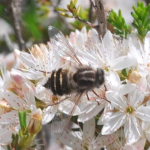 Trichophthalma sp. (genus) at Cavan, NSW - 11 Oct 2020