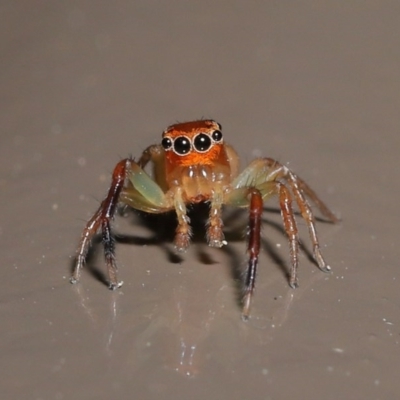 Prostheclina amplior (Orange Jumping Spider) at ANBG - 13 Oct 2020 by Tim L